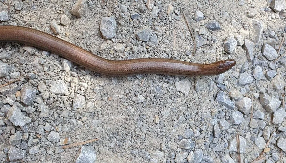 Familiengruppe Wanderung grünes Band 2020 | © DAV Fulda