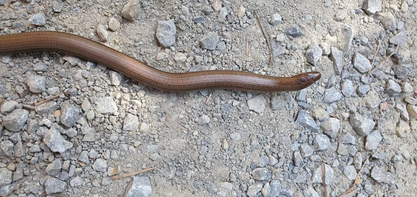 Familiengruppe Wanderung grünes Band 2020 | © DAV Fulda