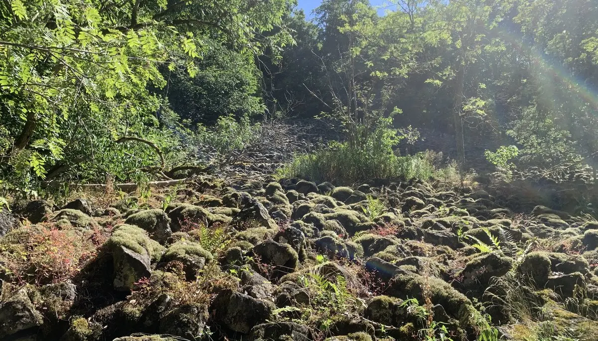 DAV Familiengruppe Wanderung Lösershag | © DAV Sektion Fulda