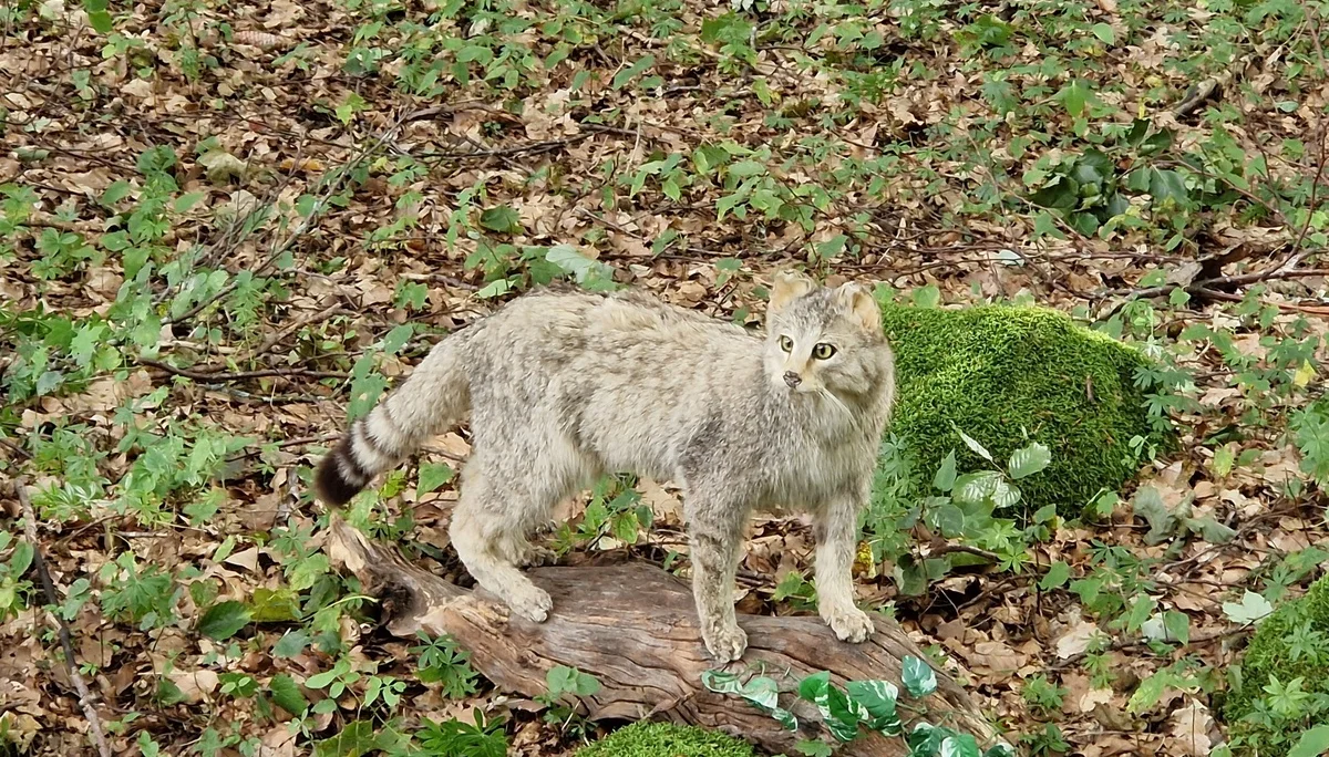 Unsere Familiengruppe unterwegs mit den Rhönrangern | © DAV Sektion Fulda