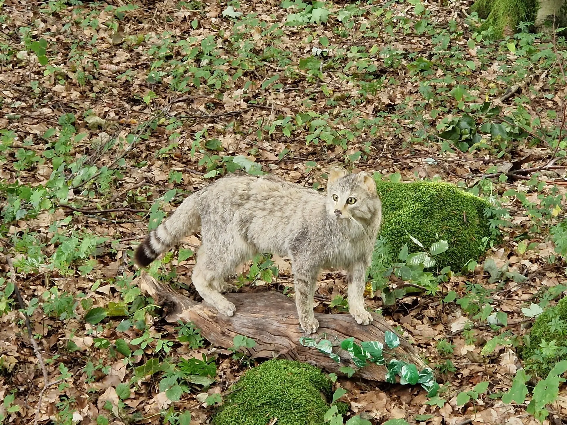 Unsere Familiengruppe unterwegs mit den Rhönrangern | © DAV Sektion Fulda